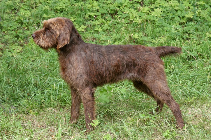 a shaggy brown pudelpointer dog in profile in the grass