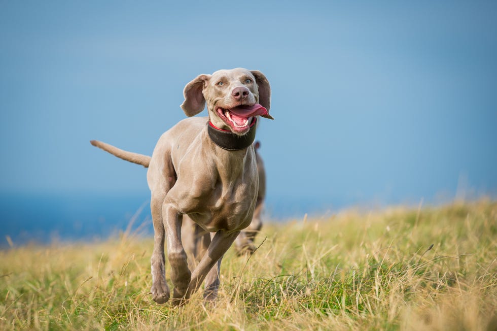 a portrait of a sleek gray weimaraner dog running towards the camera in the countryside amongst the grass, with tongue out