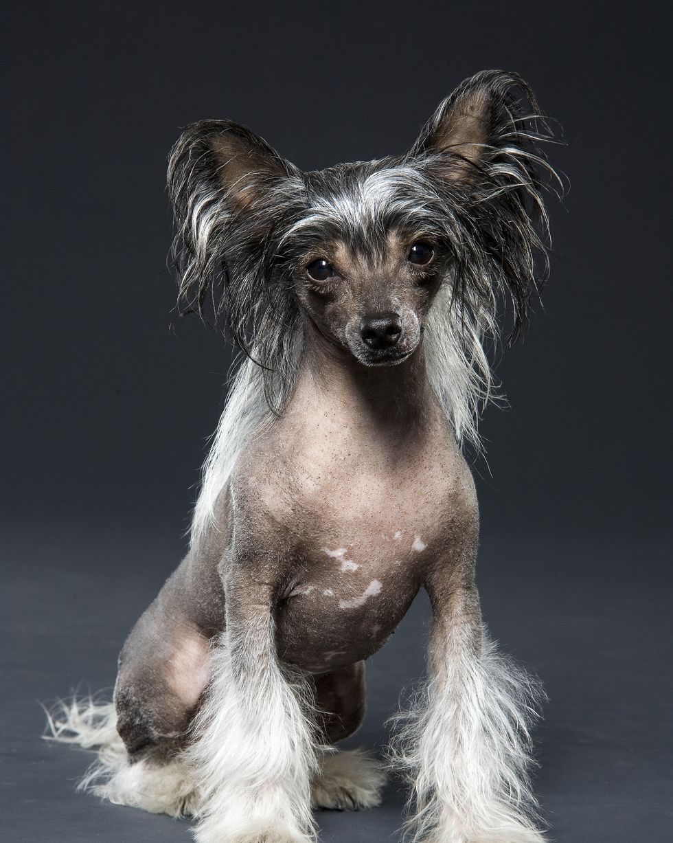 https://hips.hearstapps.com/hmg-prod/images/best-hypoallergenic-dog-breeds-chinese-crested-6452bc6684981.jpg?crop=1.00xw:0.888xh;0,0.0519xh&resize=980:*