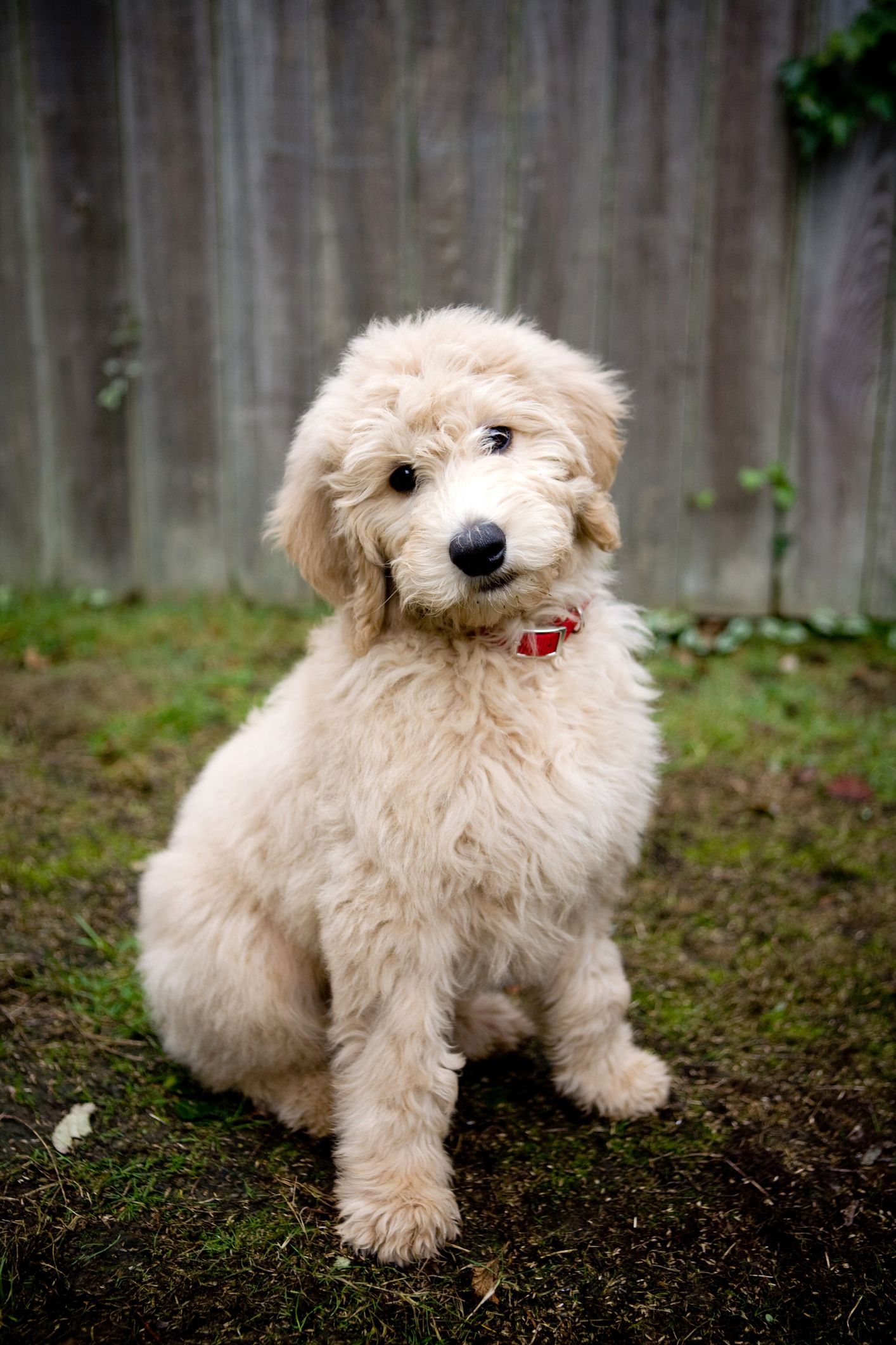 43 Best Small Dog Breeds, Including Hypoallergenic Pups