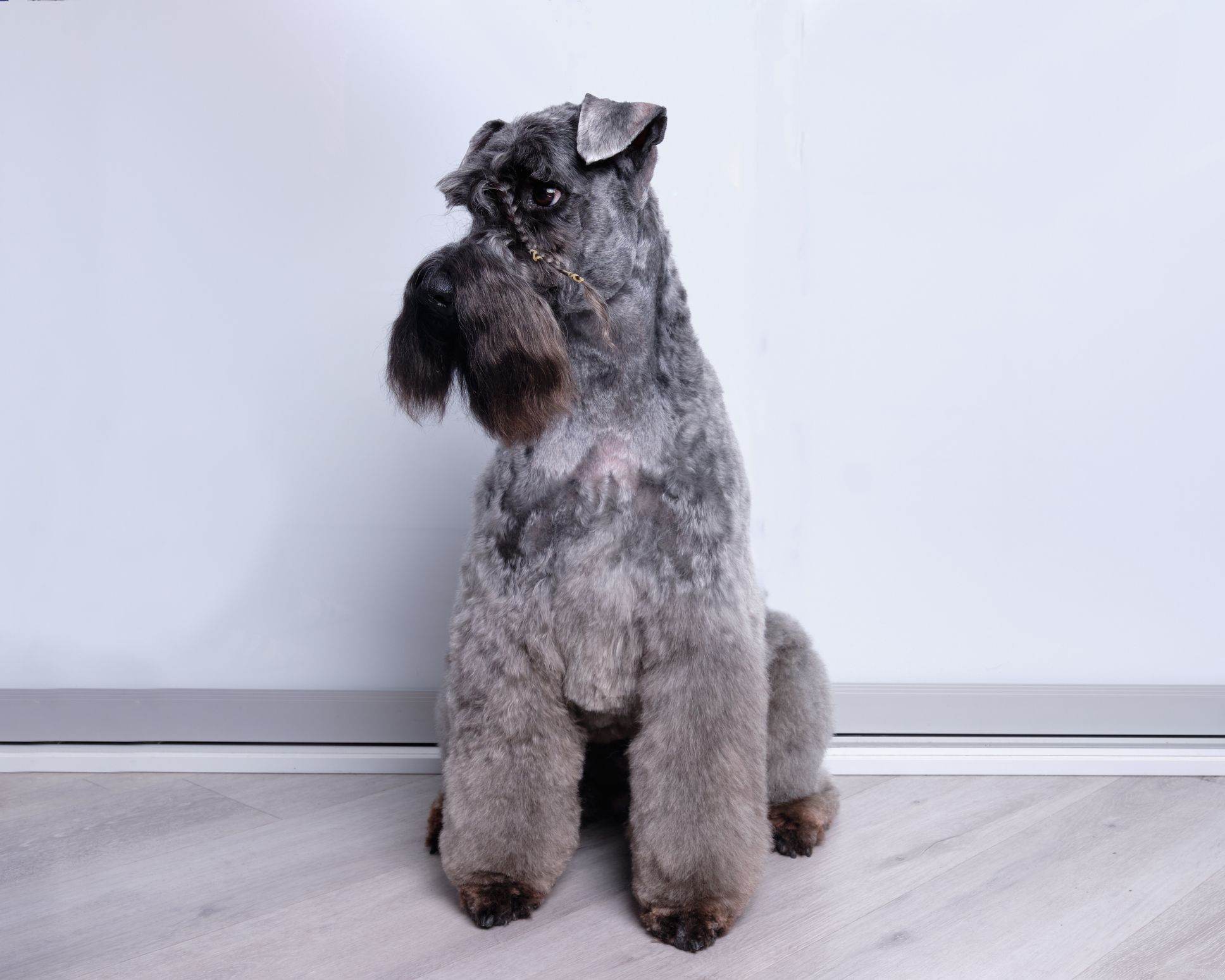 B fashion terrier hypoallergenic