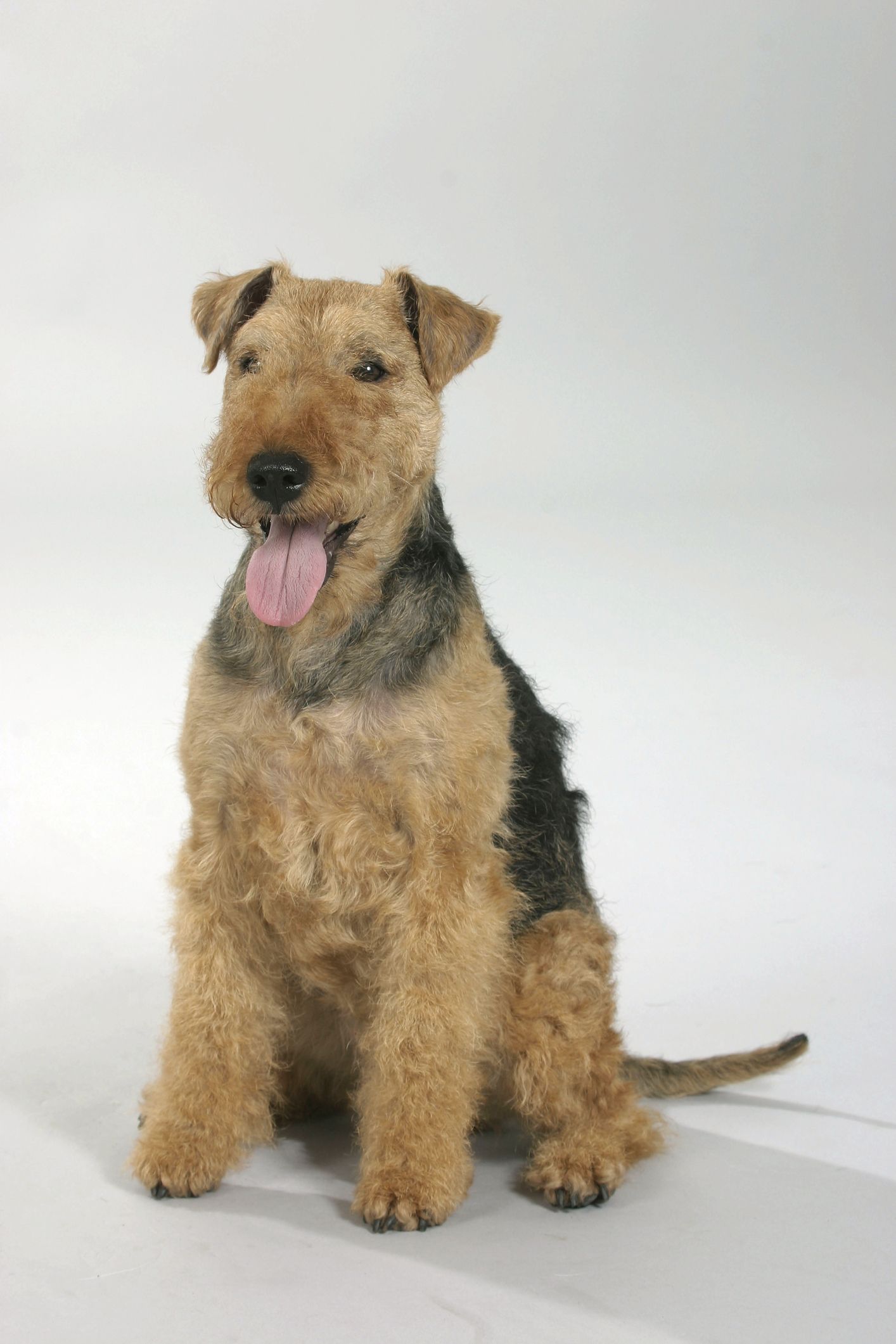 Airedale 2024 terrier hypoallergenic