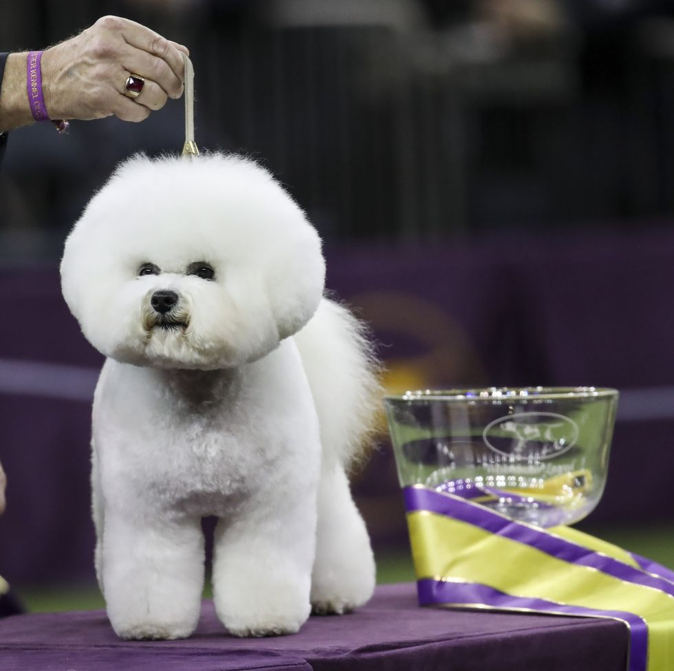 Westminster Dog Show Winners Photos of the Winners Throughout the Years