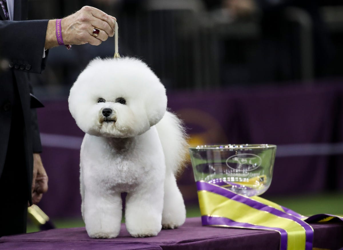 Westminster Dog Show Winners Photos of the Winners Throughout the Years