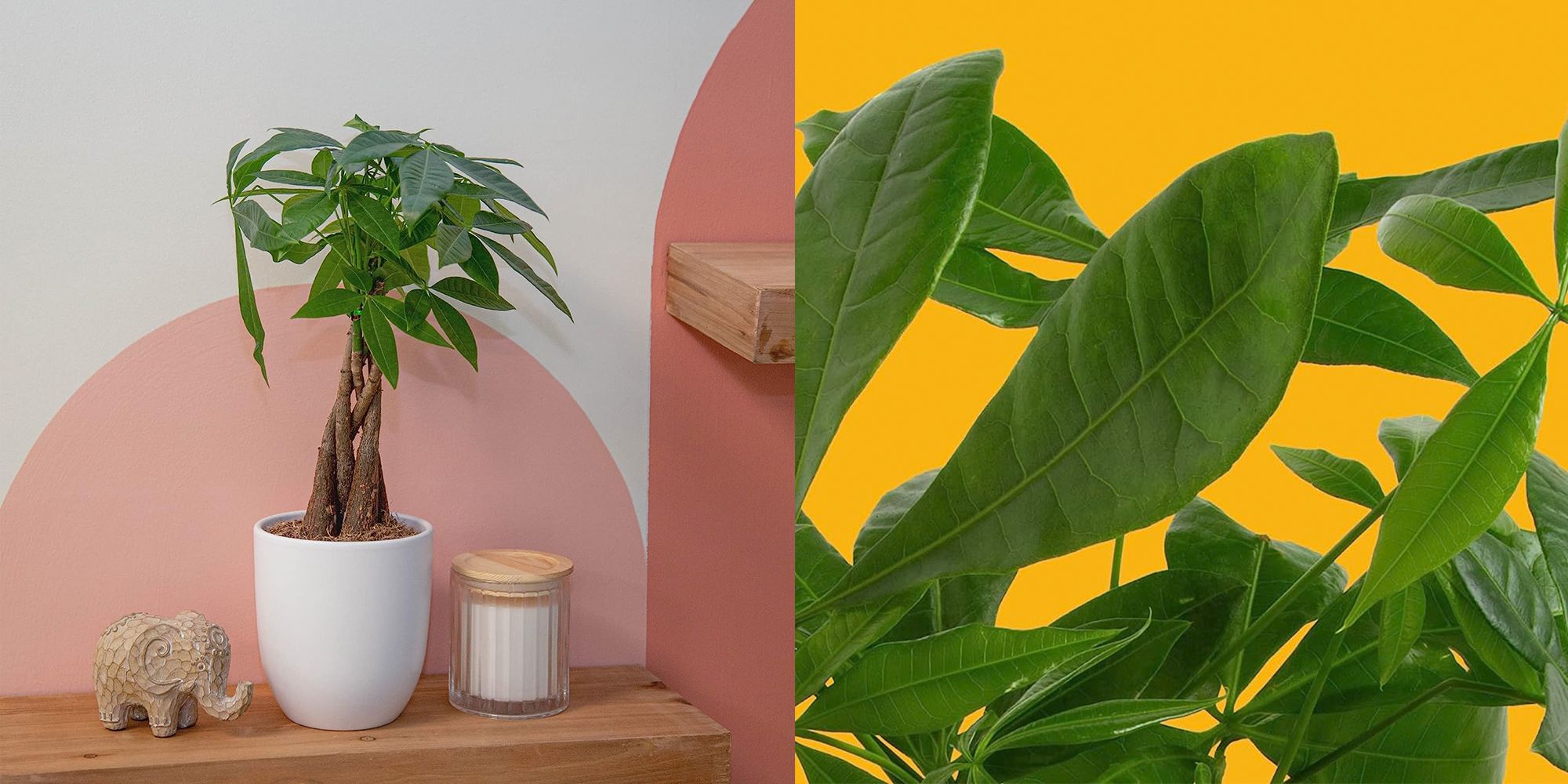 22 Best Indoor Plants: Low-Light and Easy Houseplants