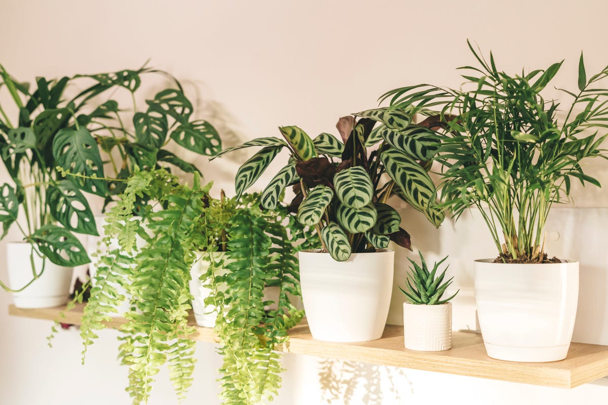 25 Best Indoor Plants - Low Maintenance Indoor Plants to Grow