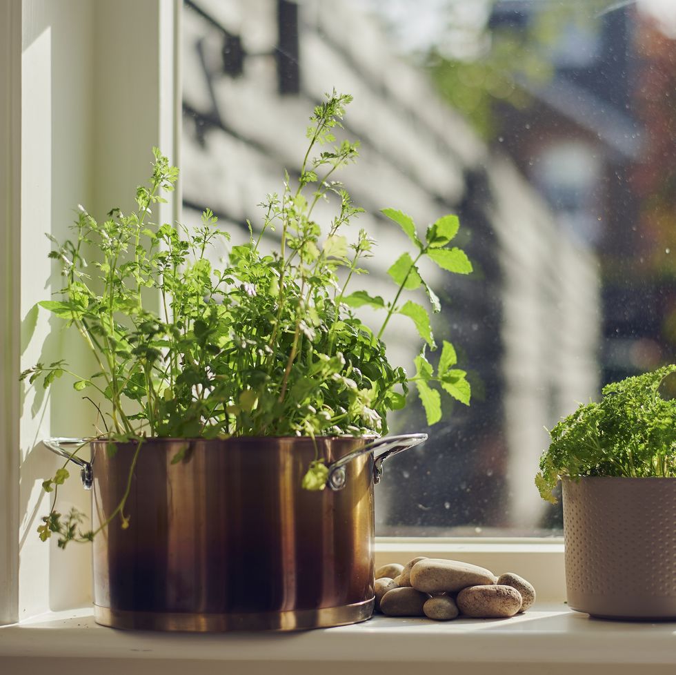 10 найкращих кімнатних рослин для вашого здоров’я
