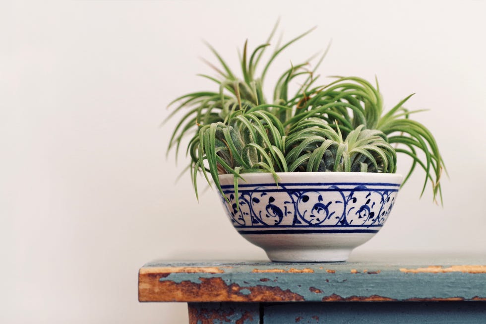 best kitchen plants air plant
