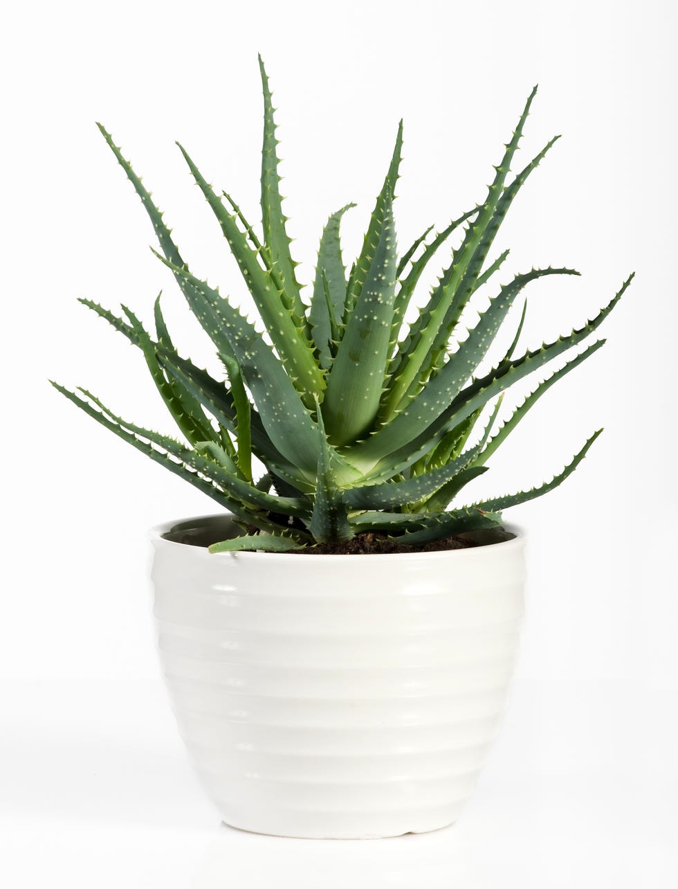 best kitchen plants aloe vera