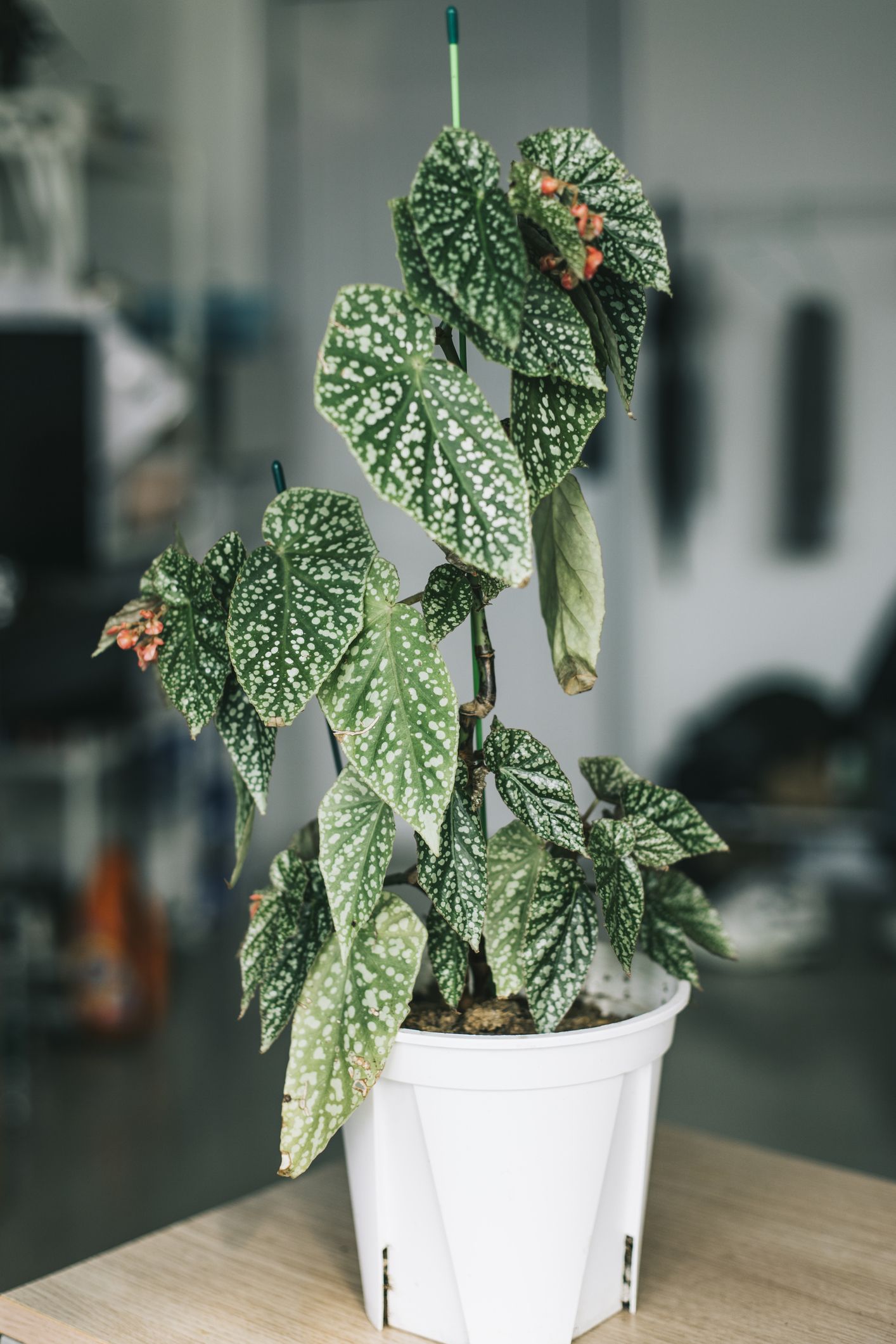 10 Houseplants That Will Thrive in Your Kitchen