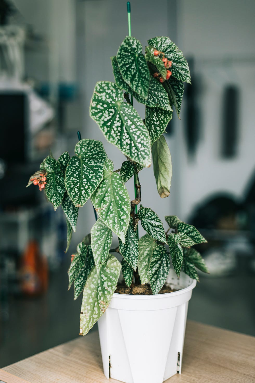 best kitchen plants begonia