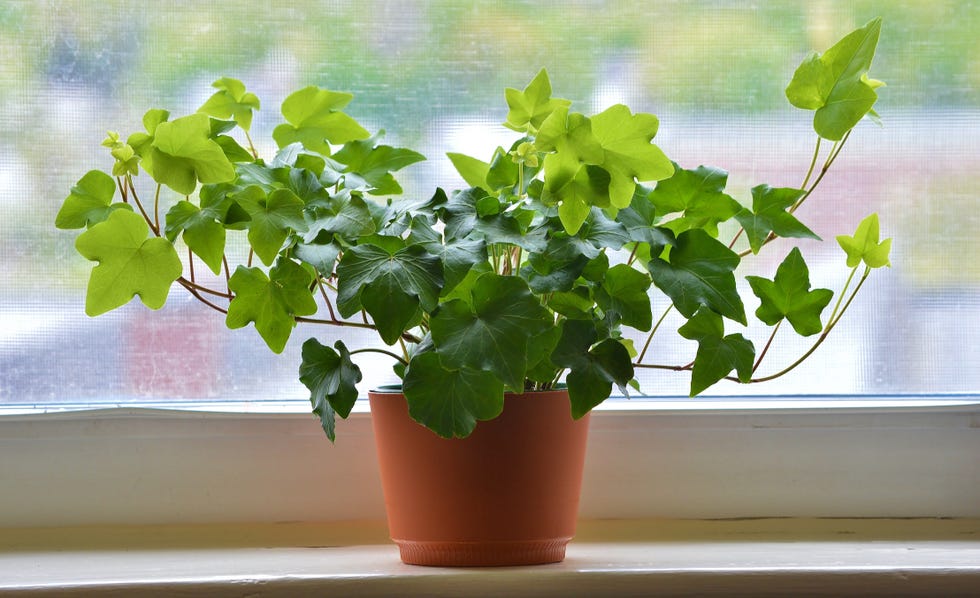 best kitchen plants english ivy