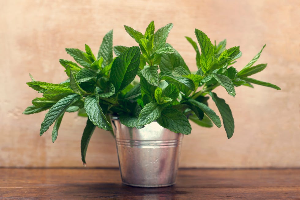 best kitchen plants mint
