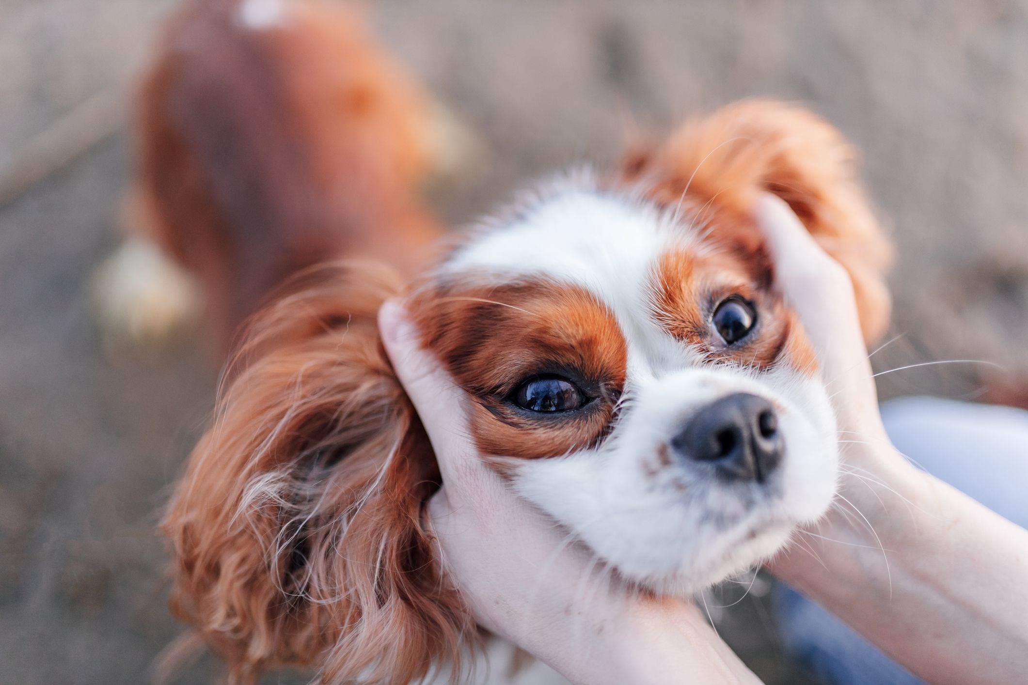 17 Lap Dogs That Make for Loyal Companions