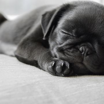black pug puppy dog lying down asleep facing camera