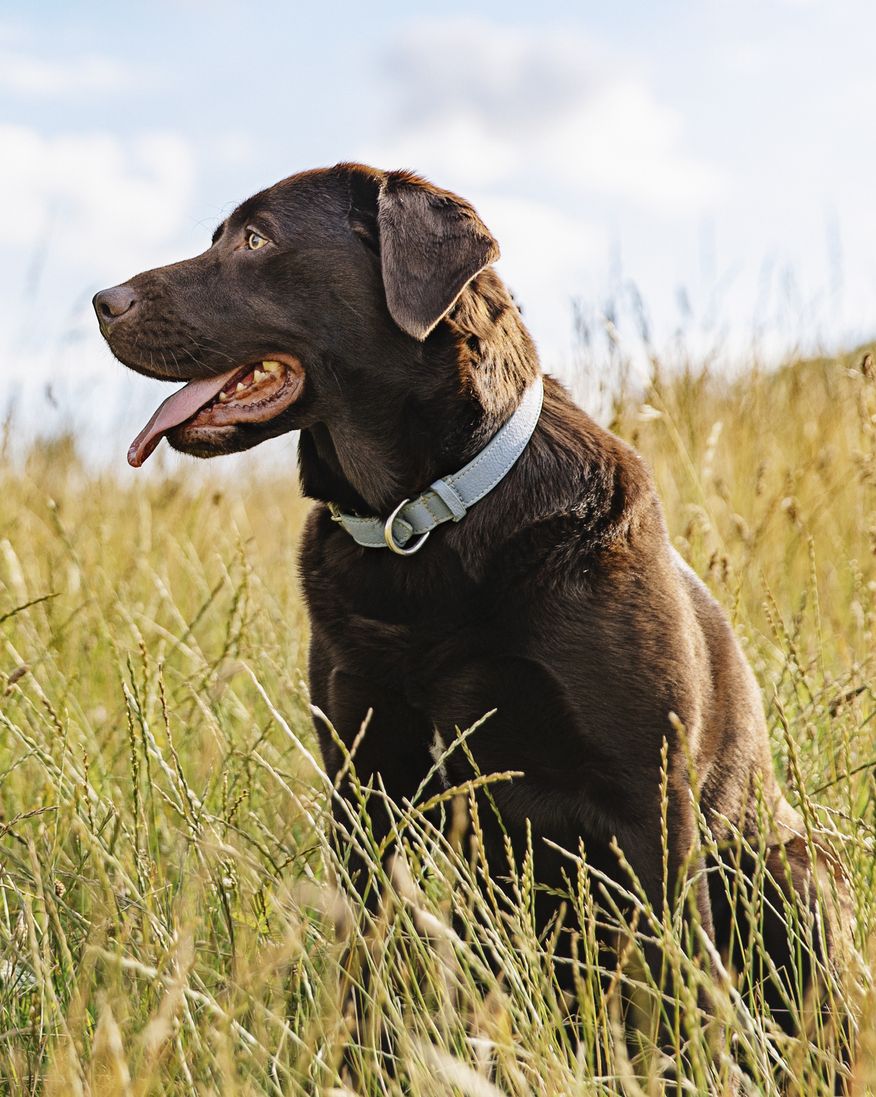 best large breed dogs labrador retriever