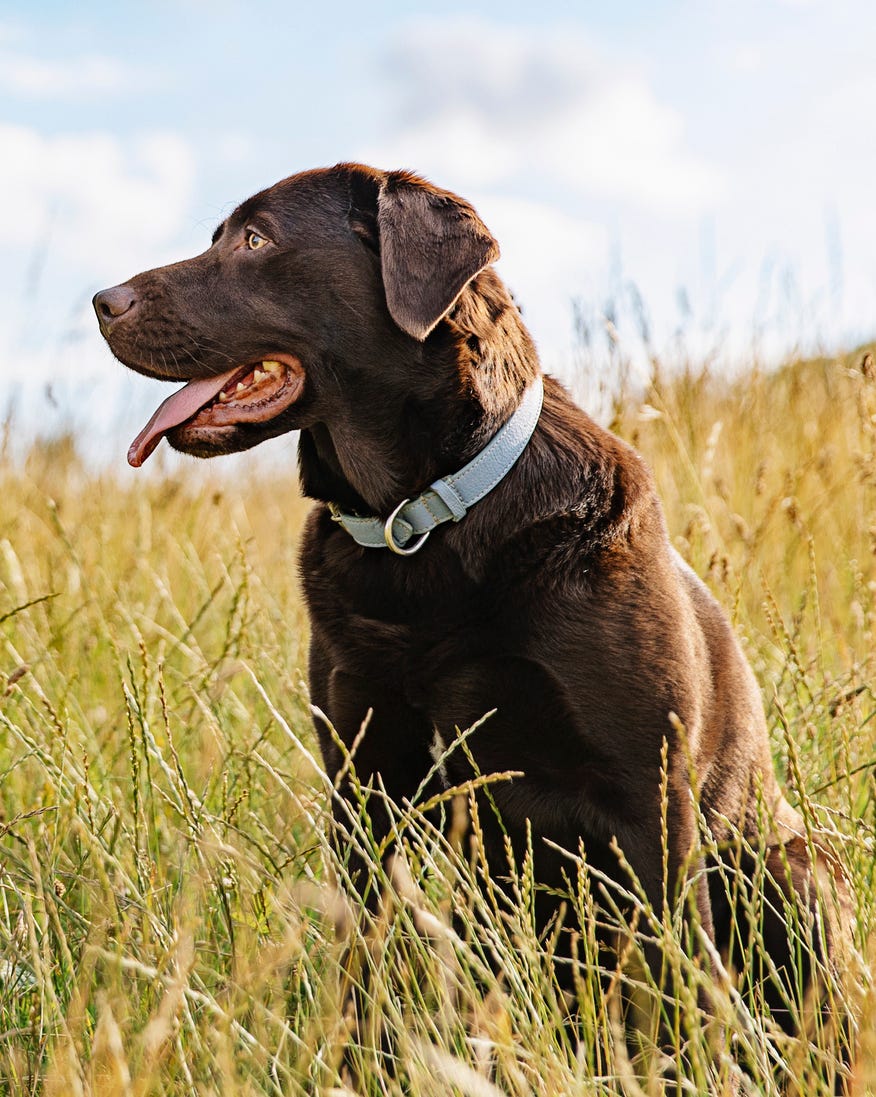best large breed dogs labrador retriever best large breed dogs labrador retriever
