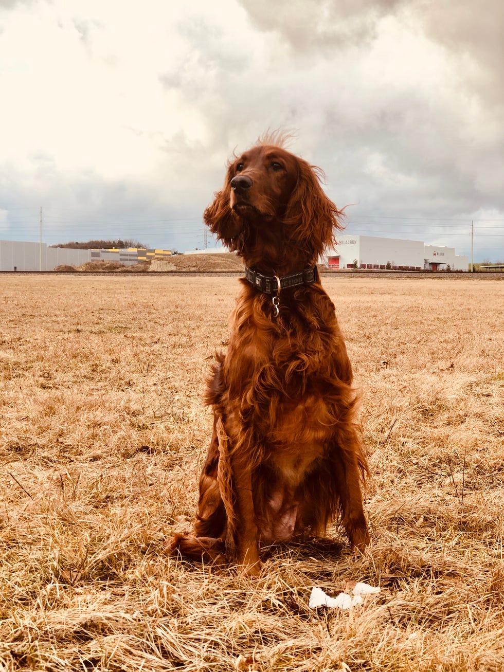 best big dog breeds irish setter