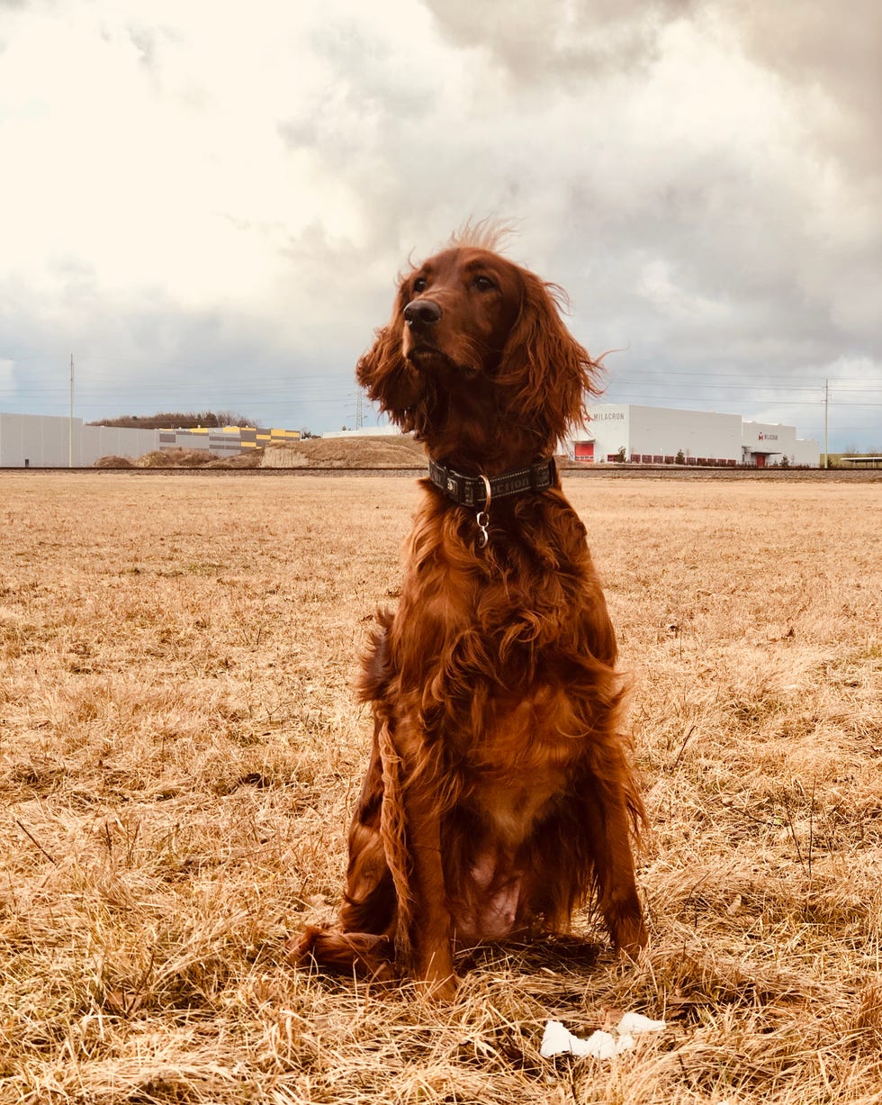 best big dog breeds irish setter best big dog breeds irish setter