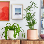 parlor palm and bird's nest fern on table parlor palm and bird's nest fern on table