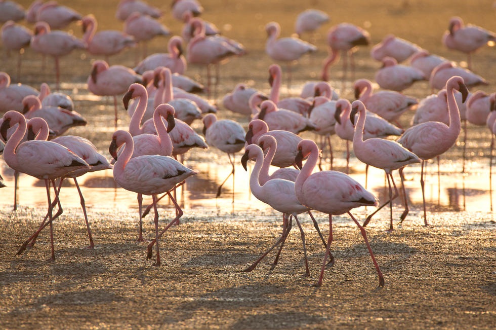 Bird, Beak, Water bird, Flamingo, Greater flamingo, Wildlife, Ecoregion, Organism, Shorebird, Adaptation, 