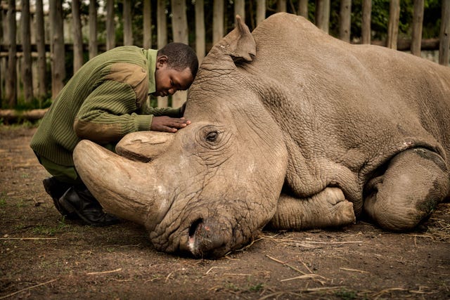 Een verzorger troost Sudan het laatste witte neushoornmannetje op aarde vlak voordat het dier in maart 2018 stierf FotograafAmi Vitalemaakte in 2009 voor het eerst kennis met Sudan en legde zich daarna toe op het vastleggen van het lot van deze ondersoort De witte neushoorn is bijna uitgestorven doordat stropers uit zijn op de hoorn van de dieren Er zijn alleen nog twee vrouwtjes over en wetenschappers stellen alles in het werk om de populatie van deze neushoorns weer nieuw leven in te blazen via in vitro fertilisatie