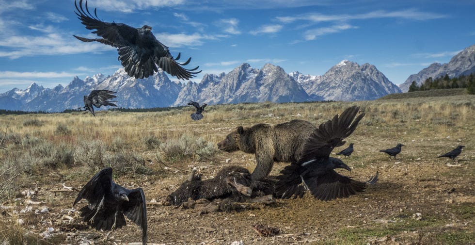 https://www.nationalgeographic.com/content/dam/photography/rights-exempt/best-of-decade/best-of-the-decade-charlie-hamilton-james-yellowstone.jpg GRAND TETON NATIONAL PARK Wyoming De Britse fotograaf Charlie Hamilton James werd in 2014 voor een opdracht naar Wyoming gestuurd waar hij gefascineerd raakte door het dierenleven in het gebied en zelfs tijdelijk met zijn gezin in Jackson Hole neerstreek In samenwerking met de National Park Service plaatste hij een cameraval die op afstand kon worden bediend en met behulp van bewegingssensoren het komen en gaan van wilde dieren rond een dumpplaats voor kadavers in het Grand Teton National Park vastlegde De plek waar kadavers van dieren werden neergelegd die bij aanrijdingen waren gedood lag ver verwijderd van toeristische trekpleisters dus de dieren die hier naar aas kwamen zoeken deden wat ze in de wilde natuur ook doen De camera legde dit volwassen grizzlymannetje bij het karkas van een bizon vast Dat is het mooie van de meeste cameravallen zegt Kathy Moran plaatsvervangend hoofdredacteur van de fotoredactie van National Geographic Je richt een podium in maar je weet nooit wie er in het toneelstuk komt opdagen