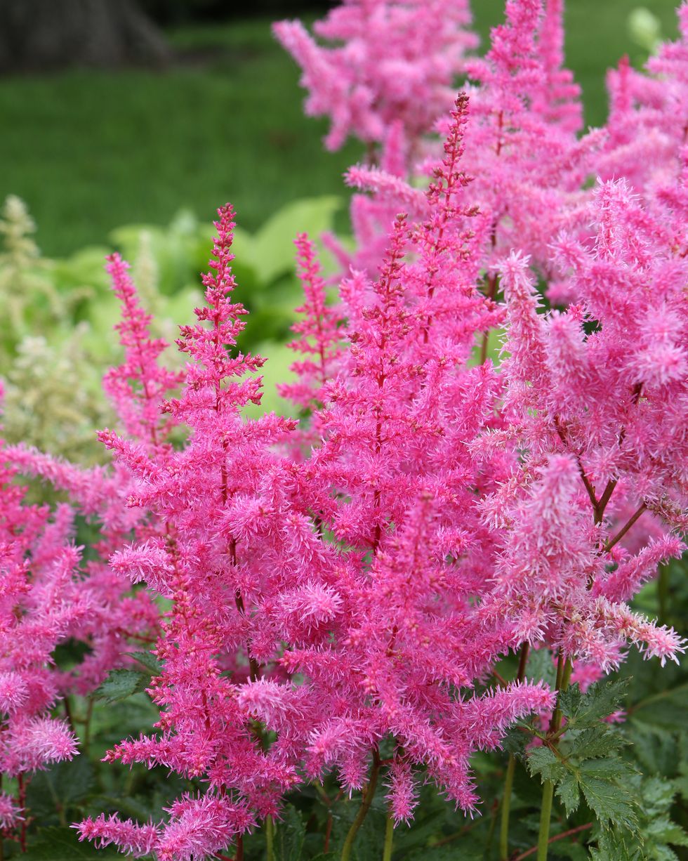 Gorgeous Pink Perennial Flowers - 10 Perennial Plants With Pink Flowers