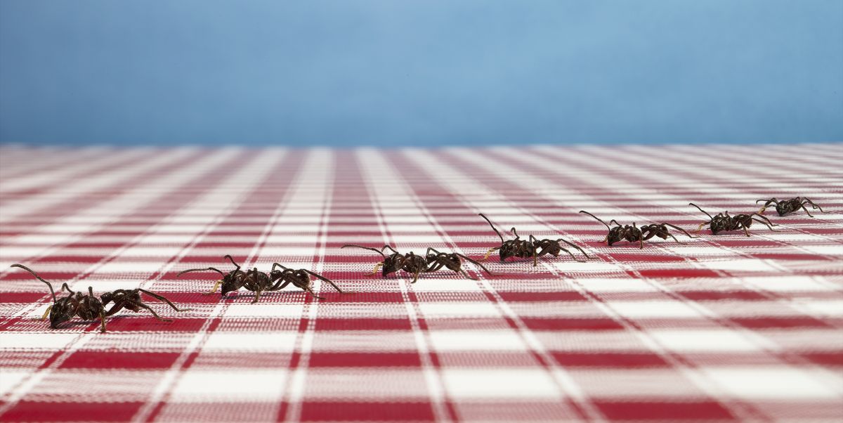 best pest advice ants