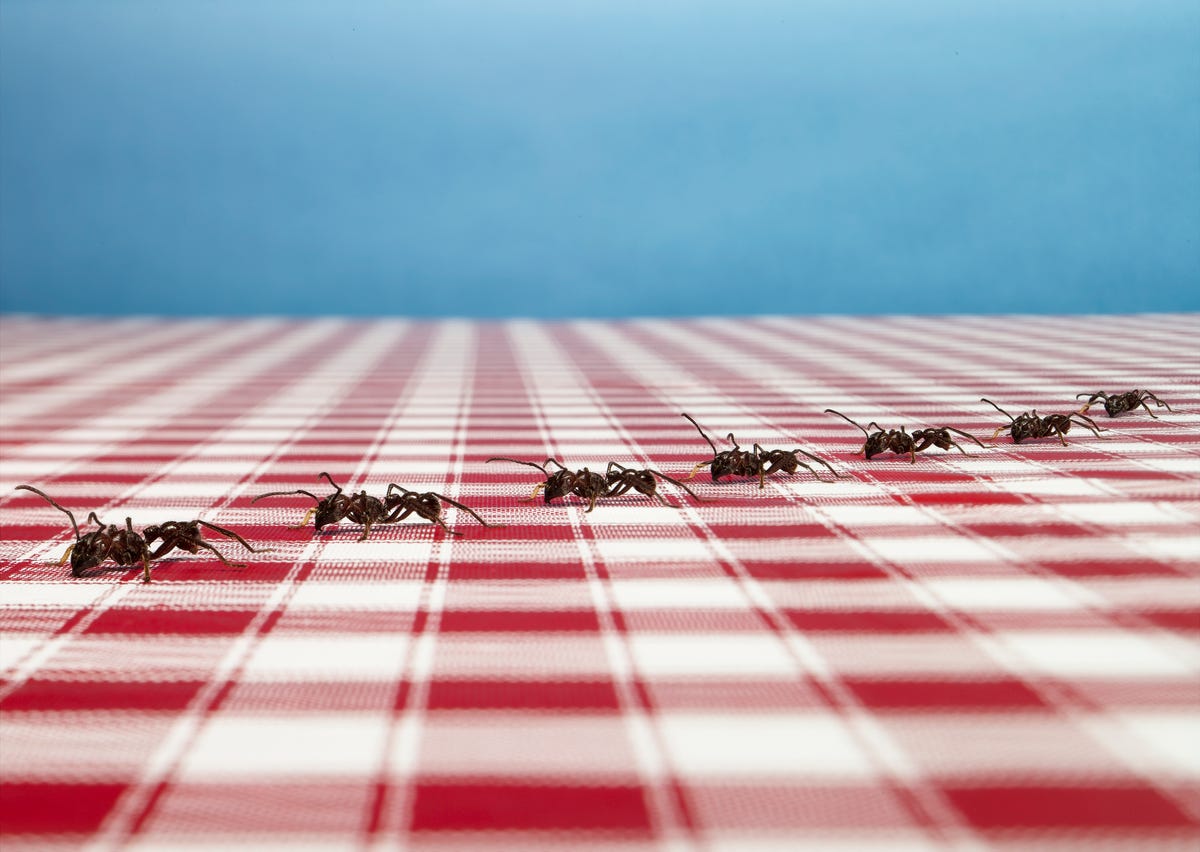 best pest advice ants