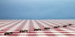 best pest advice ants