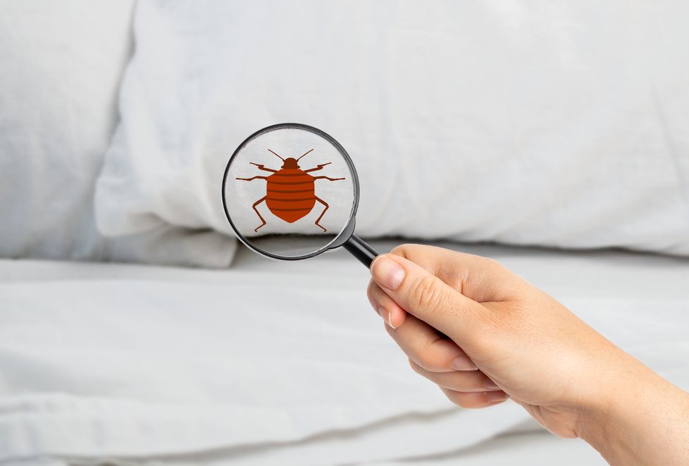 best pest advice bedbugs