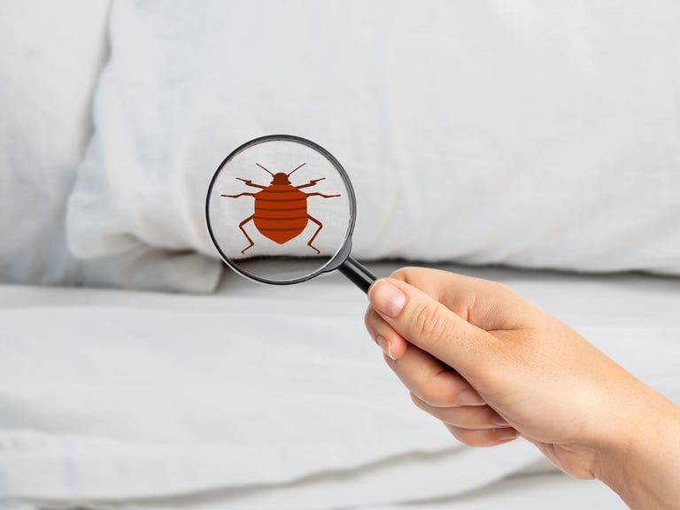 best pest advice bedbugs