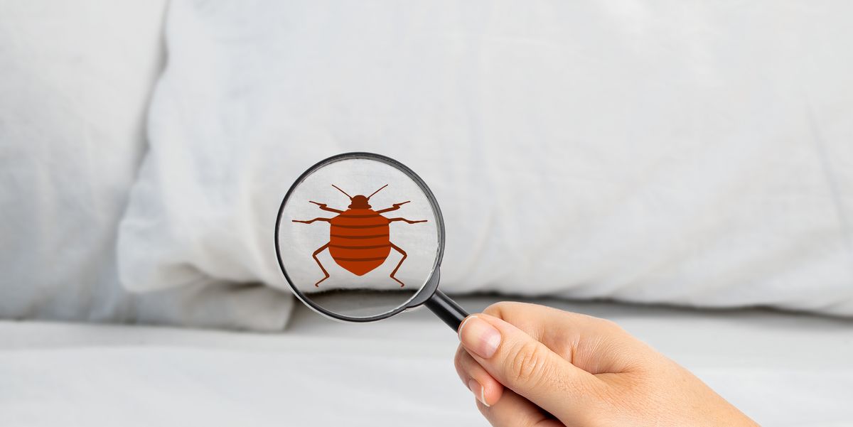 https://hips.hearstapps.com/hmg-prod/images/best-pest-advice-bedbugs-6526b396dd610.jpg?crop=1.00xw:0.741xh;0,0.171xh&resize=1200:*