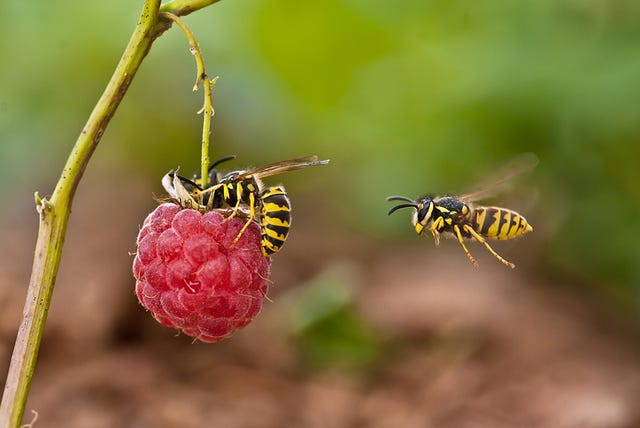 best pest advice wasps