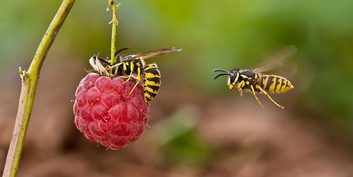 best pest advice wasps