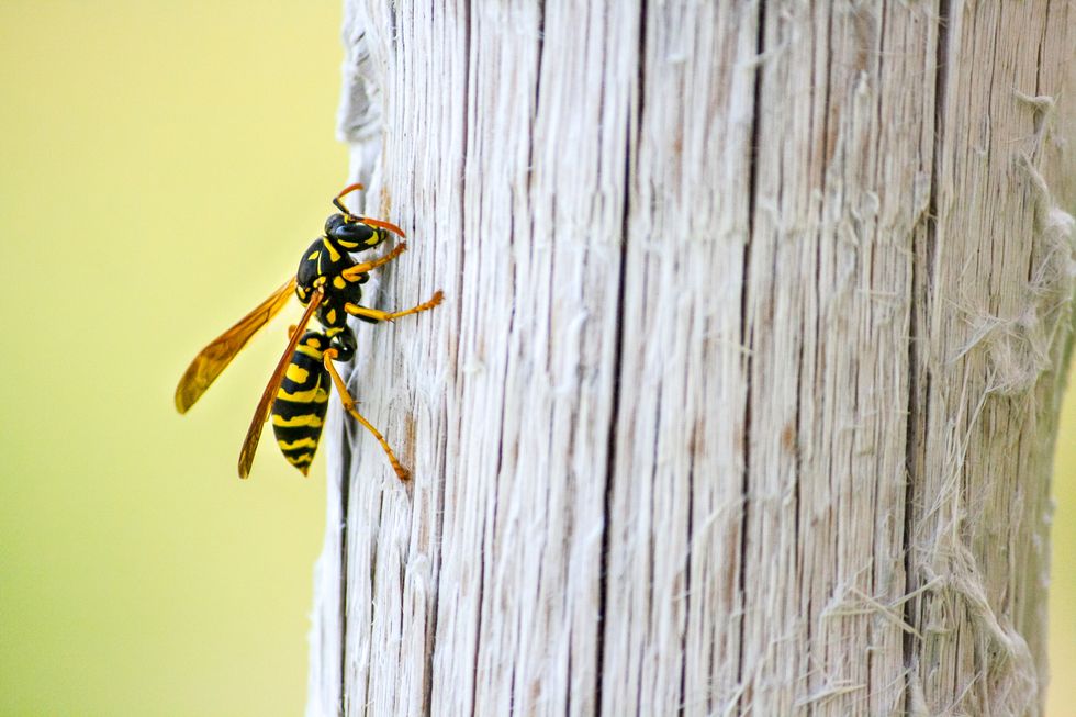 best pest advice wasps