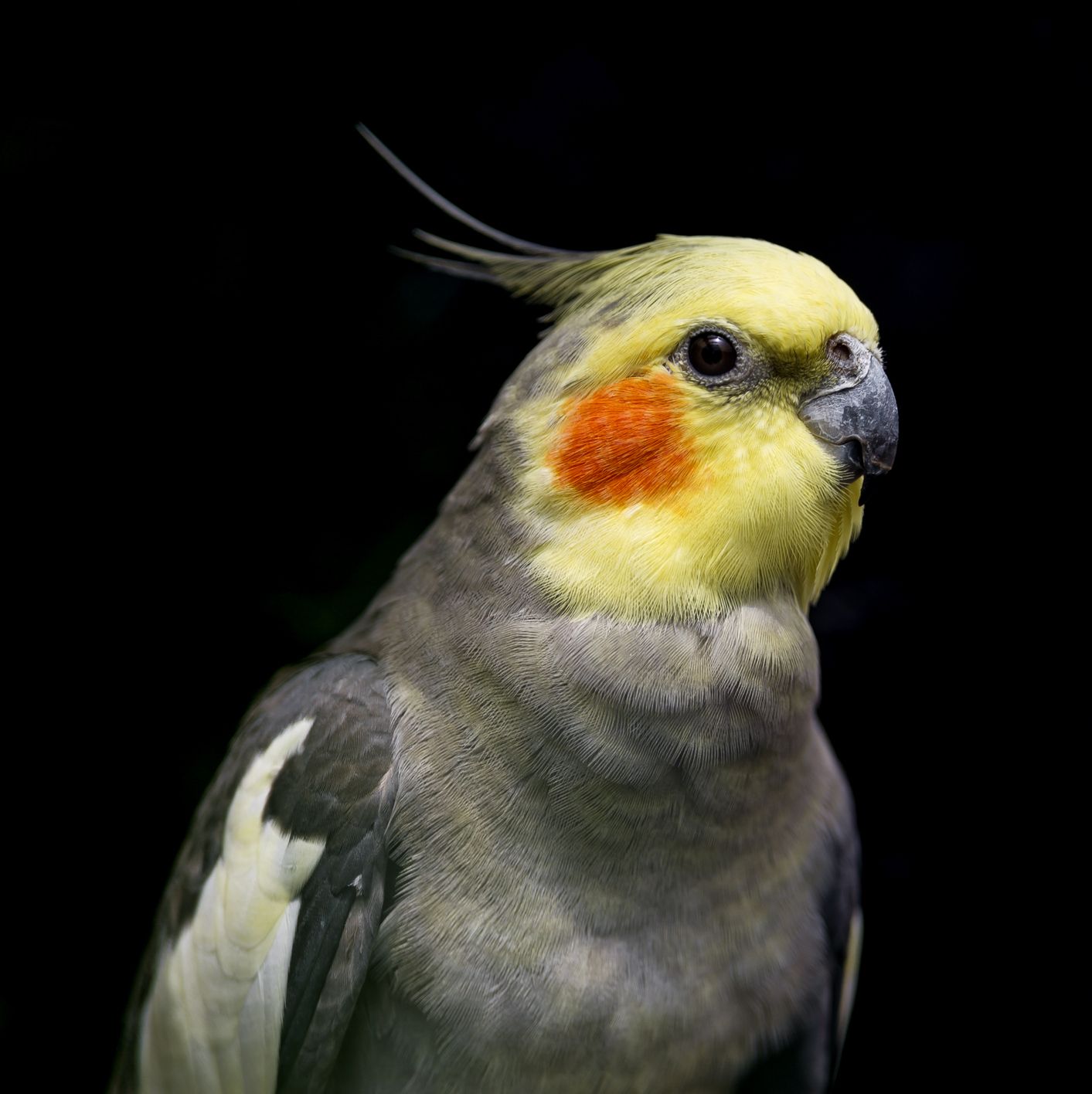 small pet birds that can talk