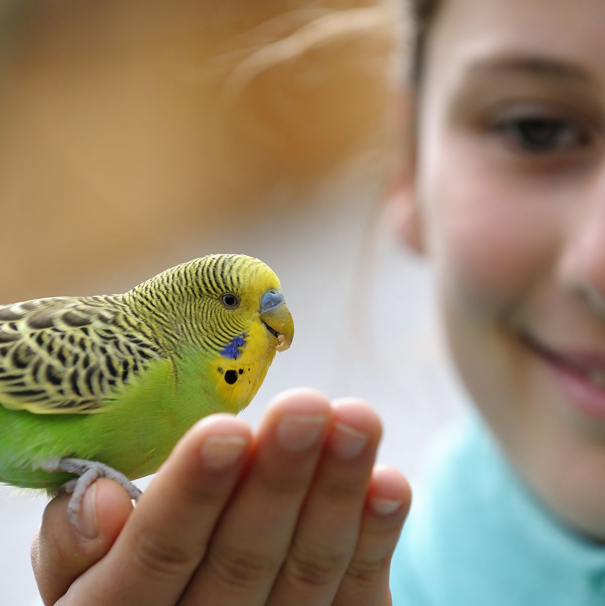 15 pajareras increíbles y creativas para los amantes de las aves