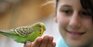 pet birds  young girl holding a green bird in her hand