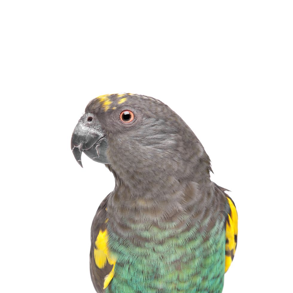 pet birds  meyer's parrot