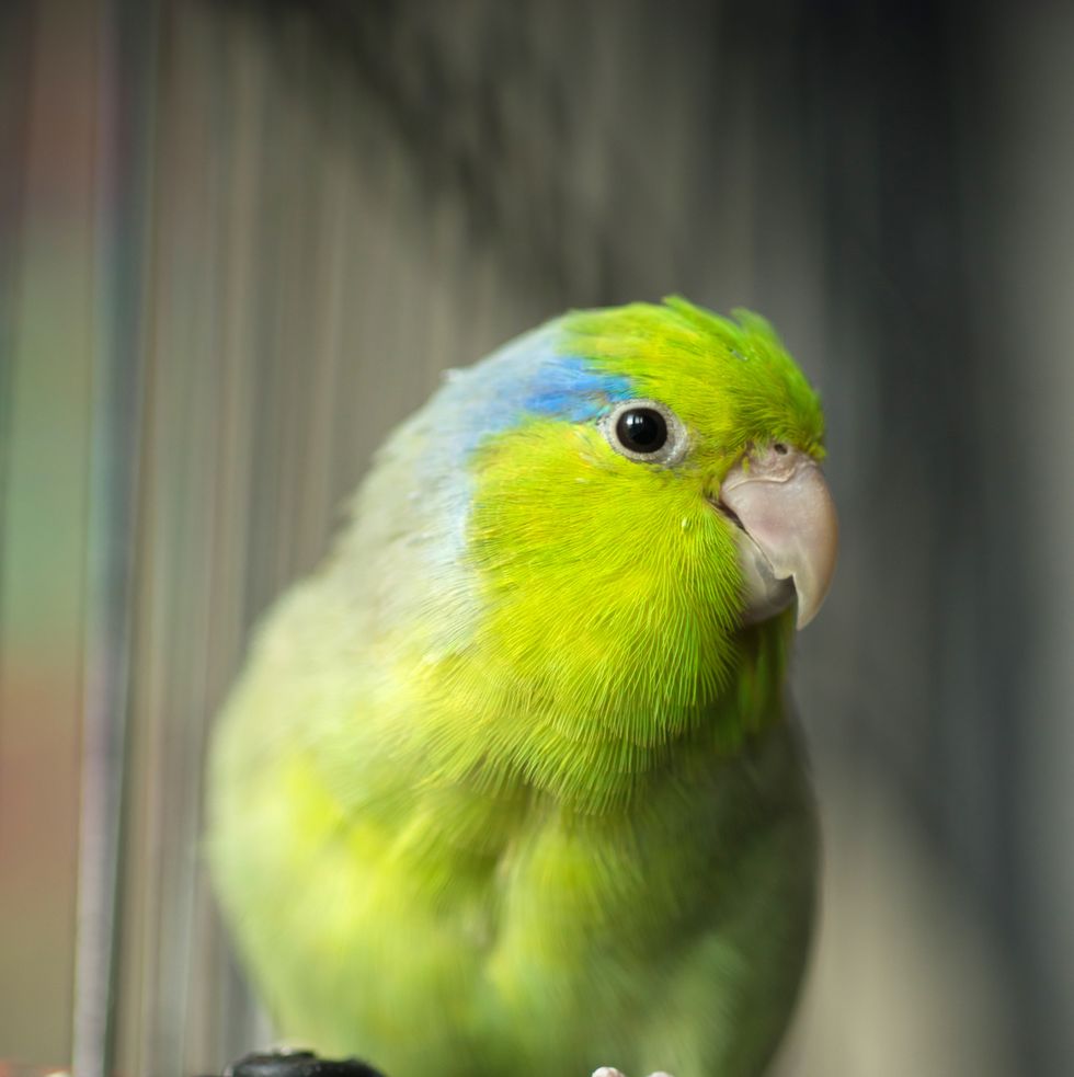 best pet birds parrotlet
