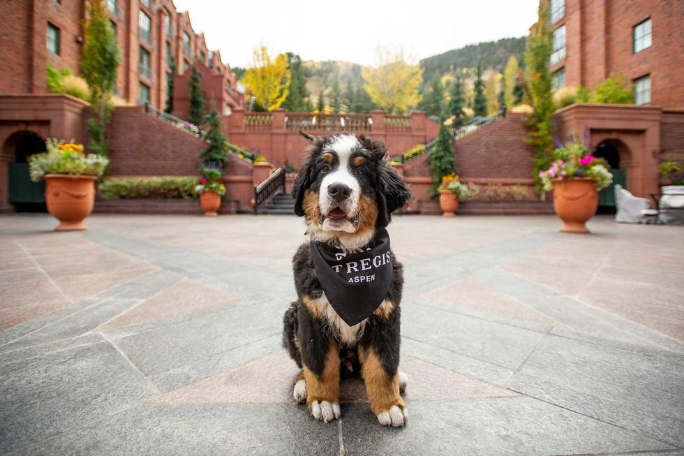 The best pet-friendly hotels in the US