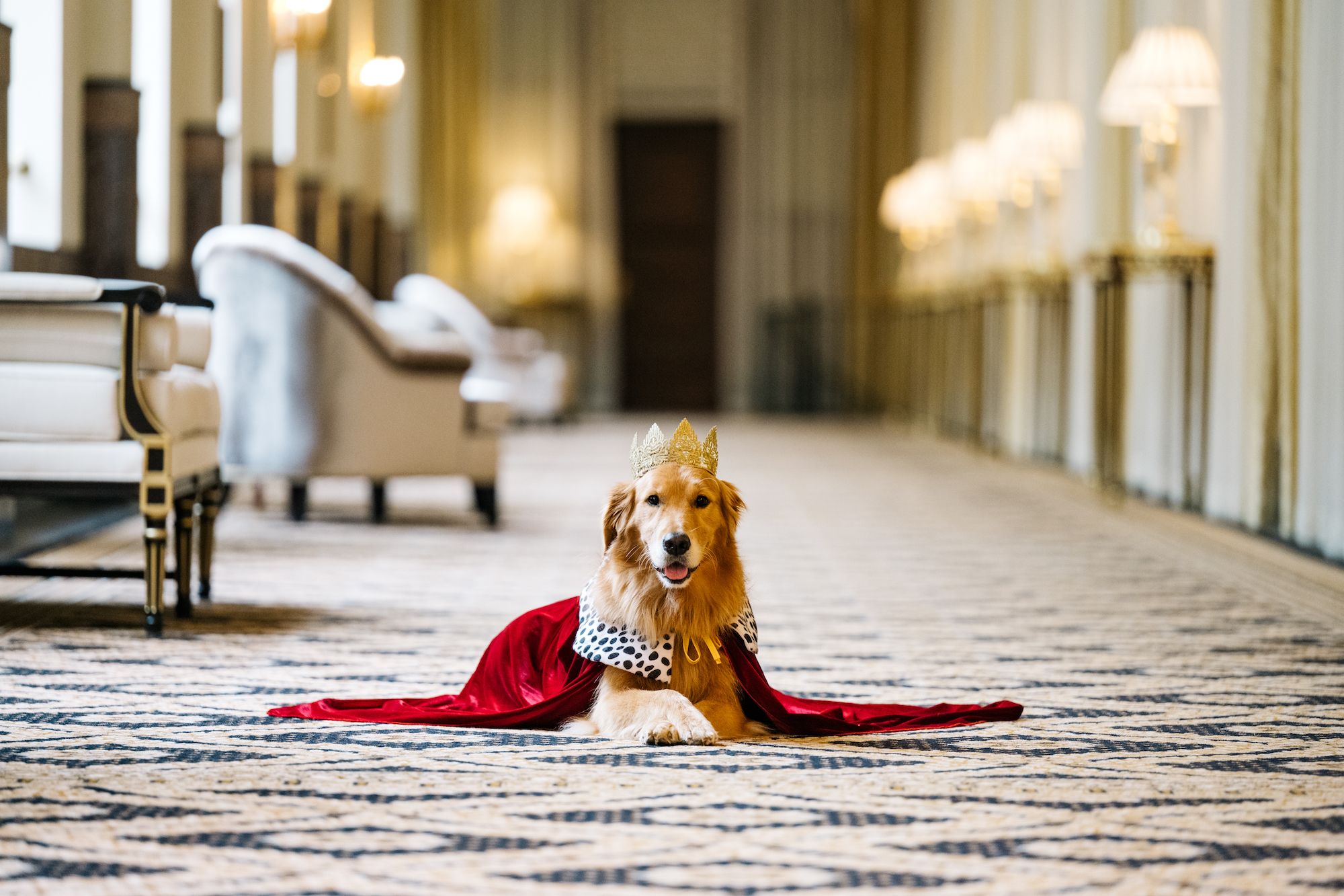 Pet-Friendly Hotels in the United States – American Kennel Club