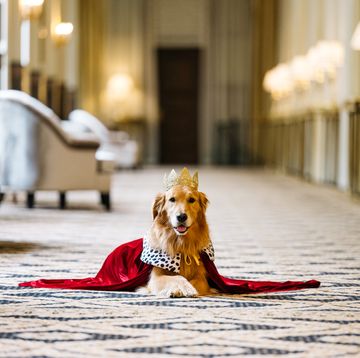 8 Cutest Fashion Designer & Celebrity Pet Dogs