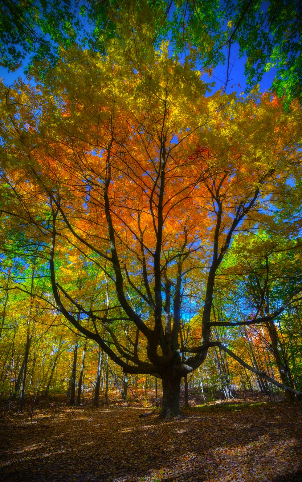 best places to see fall foliage traverse city michigan