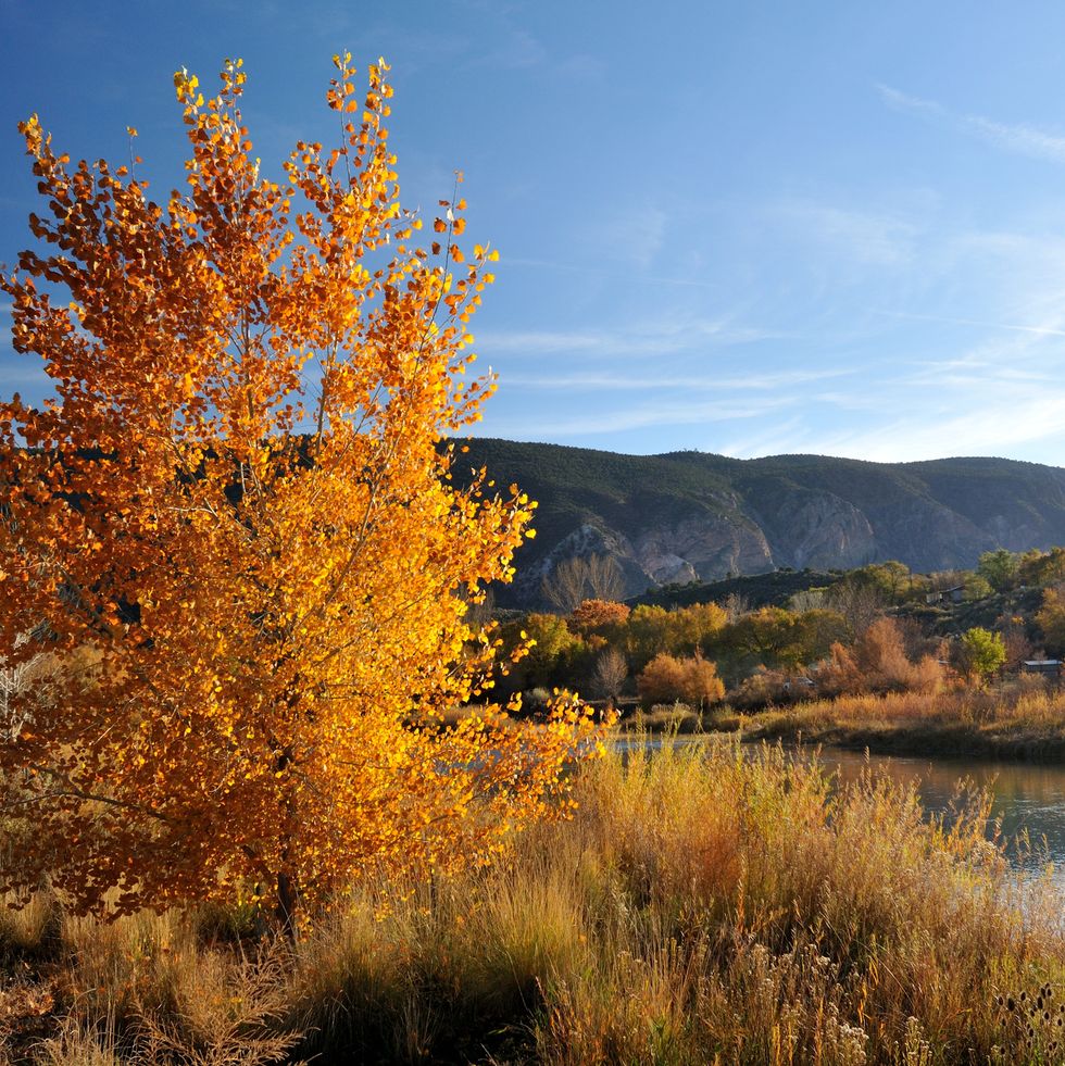 best places to see fall foliage new mexico