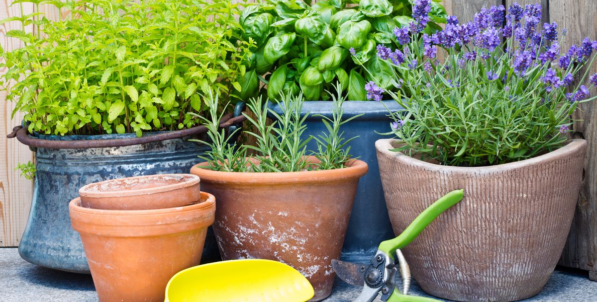 urban gardening, fresh herbs in clay pots
