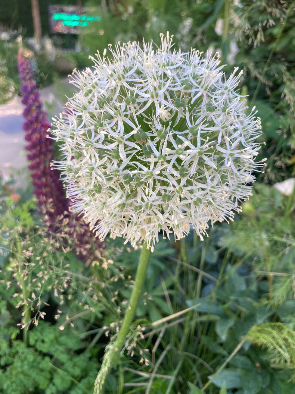 best plants at rhs chelsea 2022