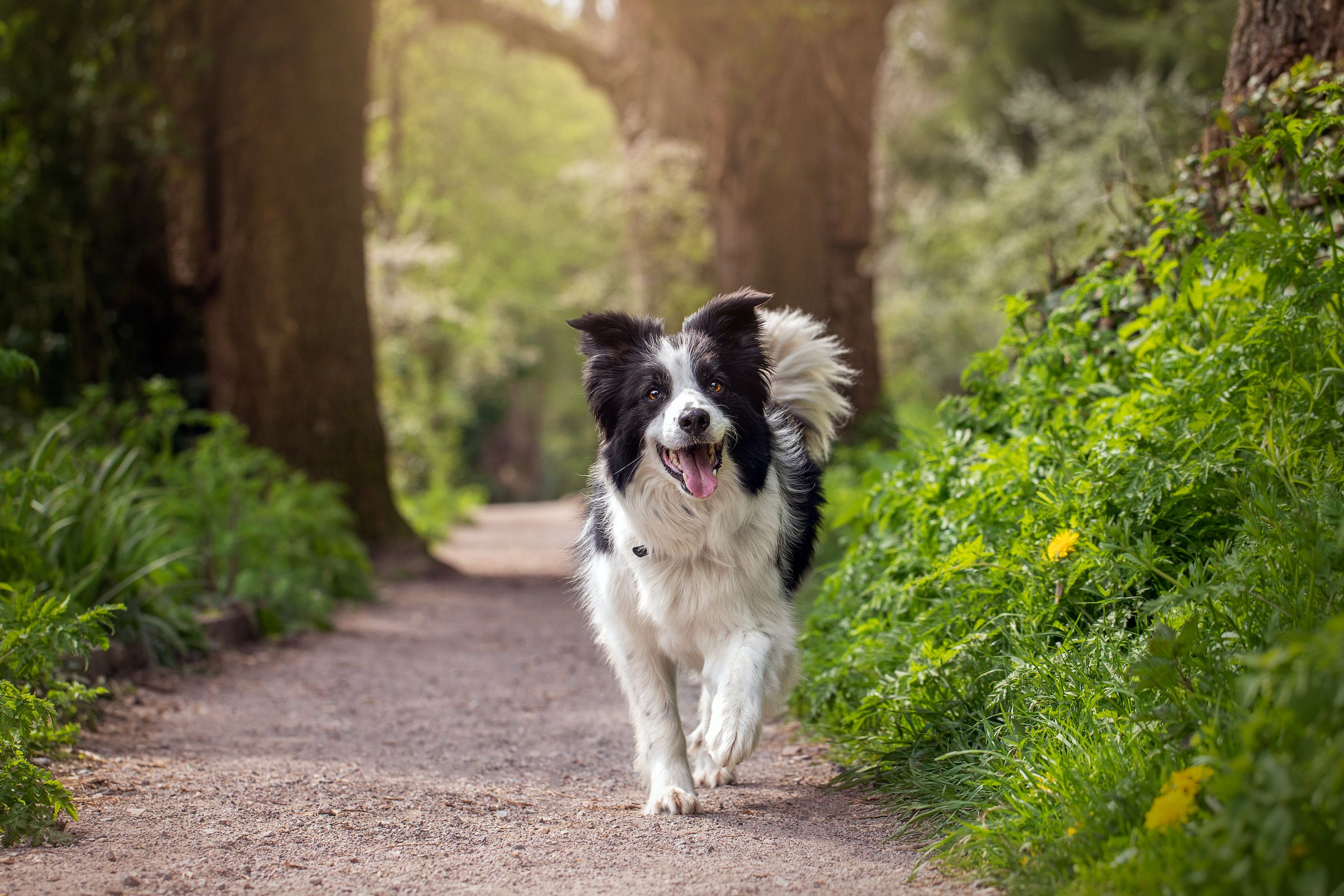 Best 2024 canine probiotics